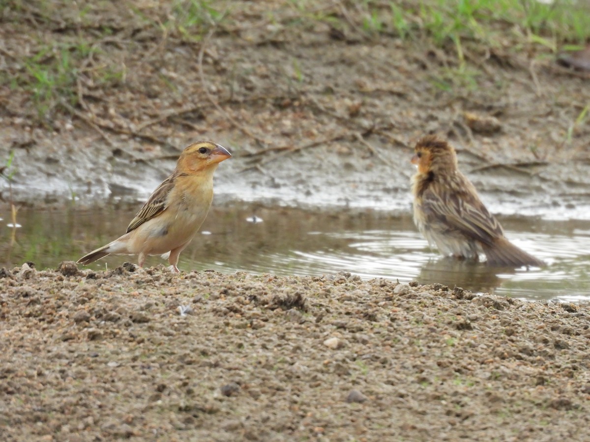 Asian Golden Weaver - ML631989624