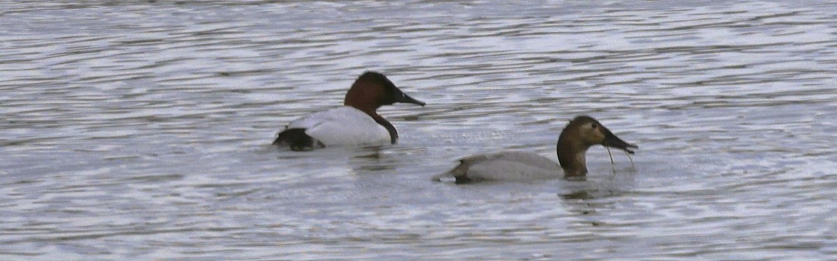 Canvasback - ML631989685