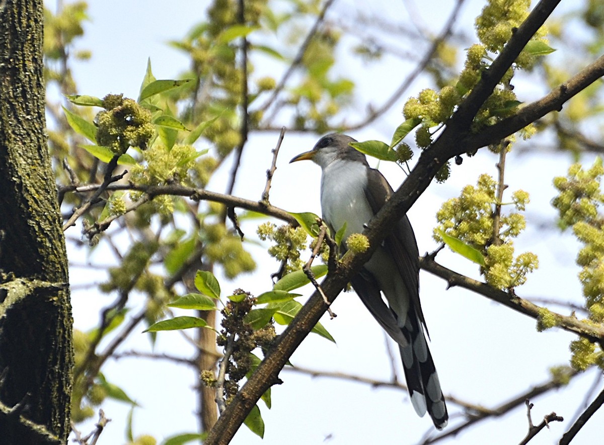 Yellow-billed Cuckoo - ML631989719