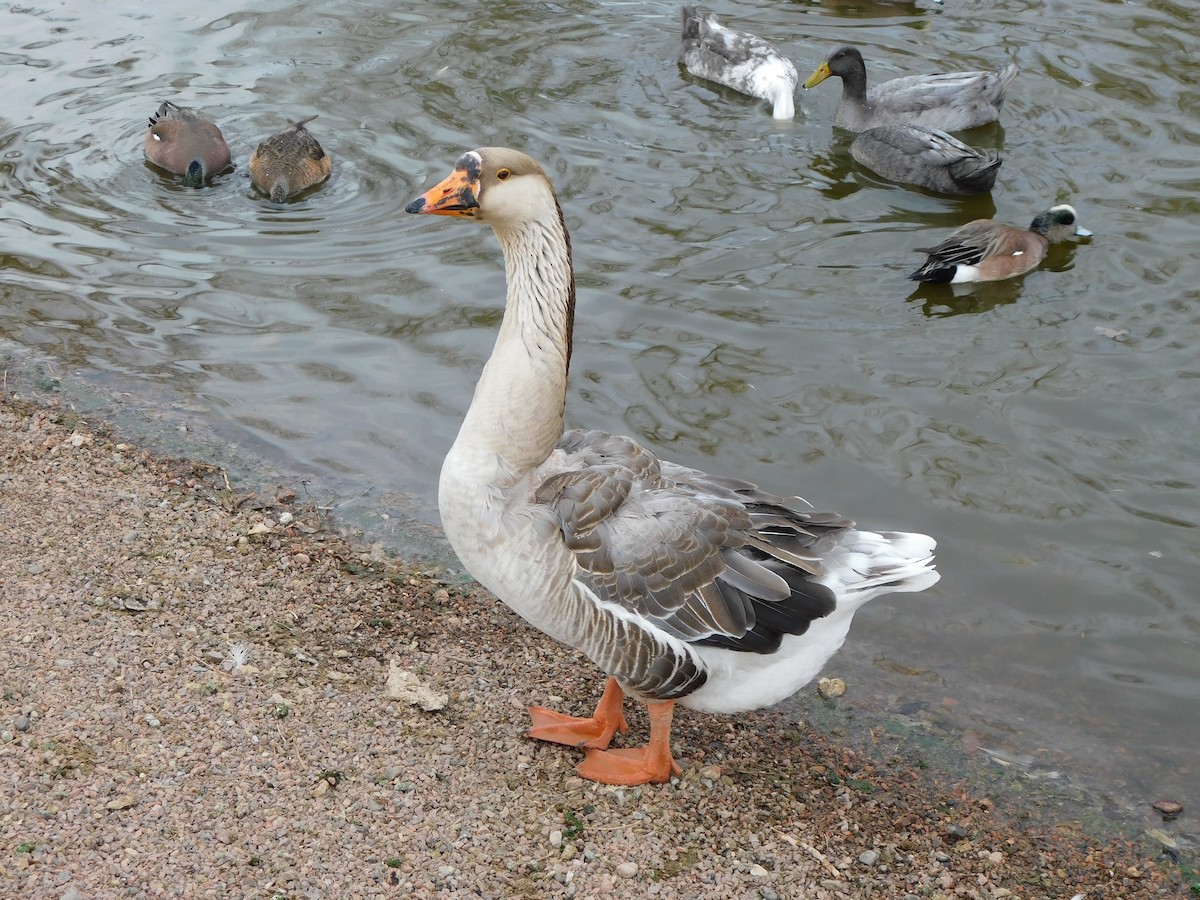 Domestic goose sp. (Domestic type) - ML631989798