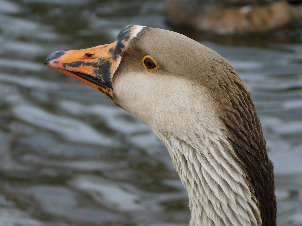 Domestic goose sp. (Domestic type) - ML631989799