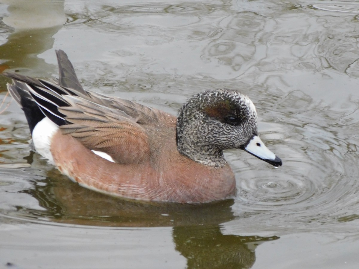 American Wigeon - ML631989804