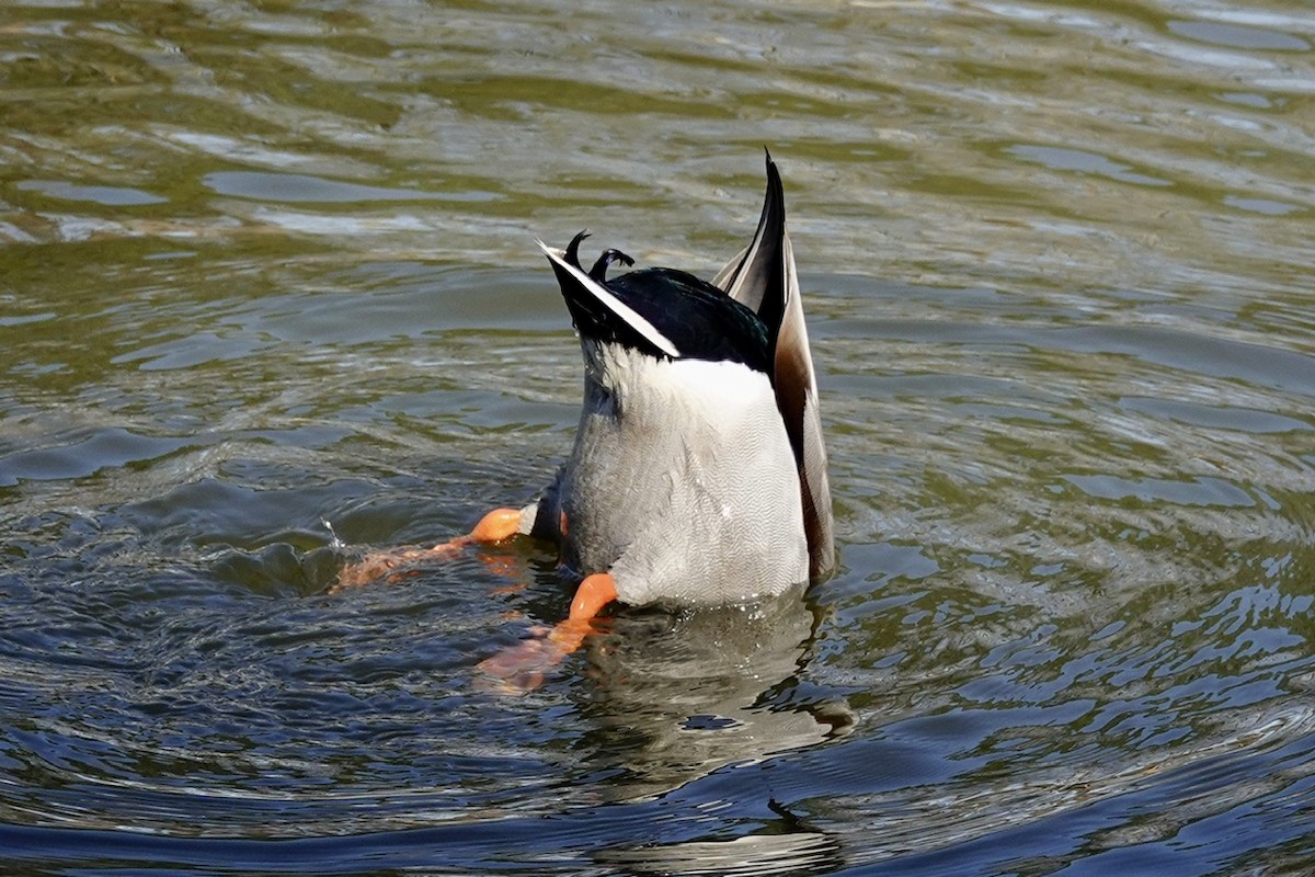Mallard - ML631989882