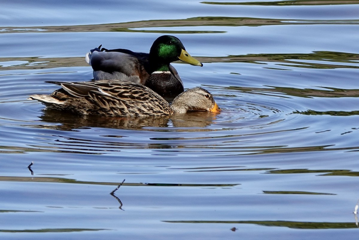 Mallard - ML631989883