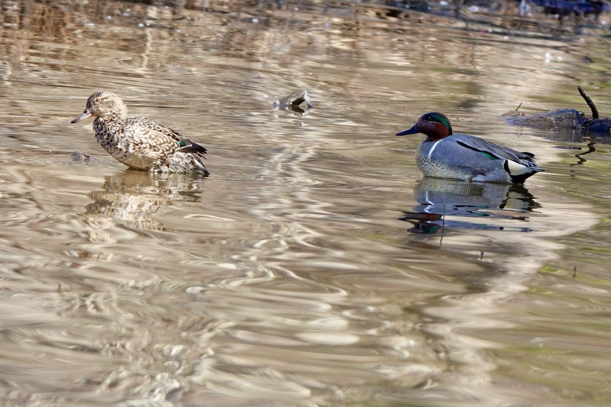 Green-winged Teal - ML631989913