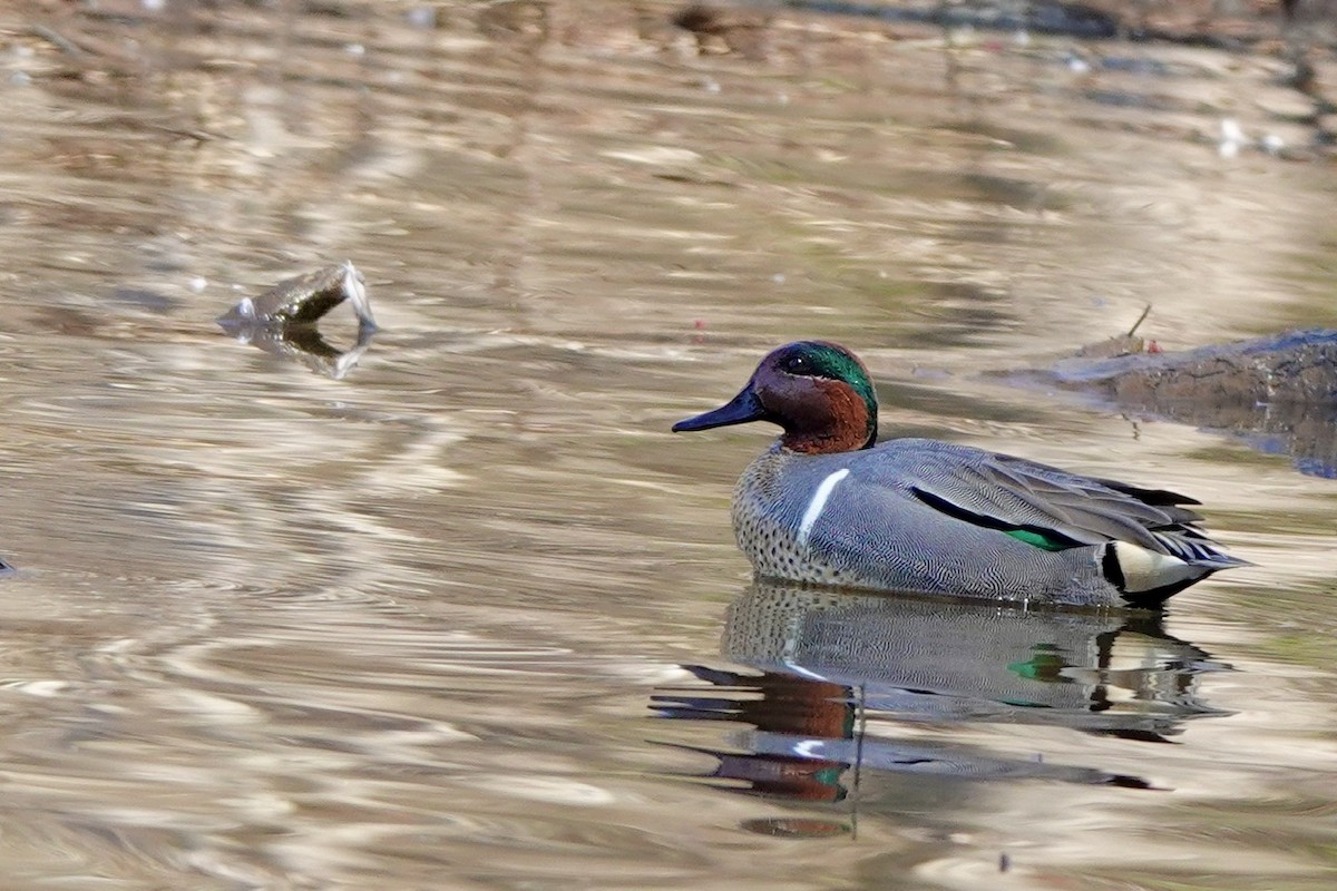 Green-winged Teal - ML631989914