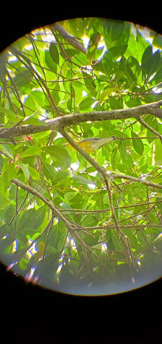 Prothonotary Warbler - ML631989972