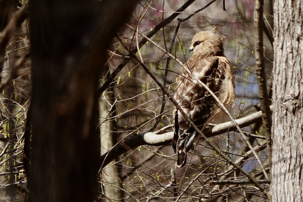 Red-shouldered Hawk - ML631990036