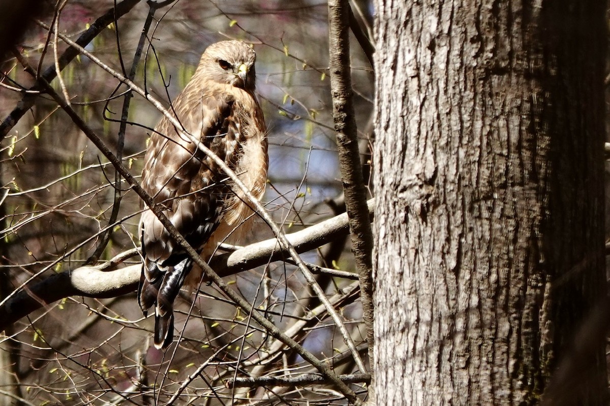 Red-shouldered Hawk - ML631990037