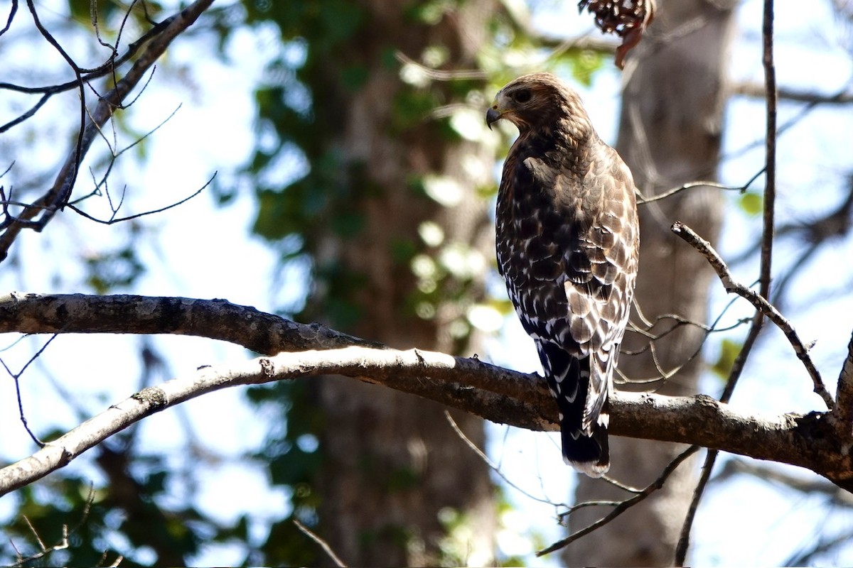 Red-shouldered Hawk - ML631990038