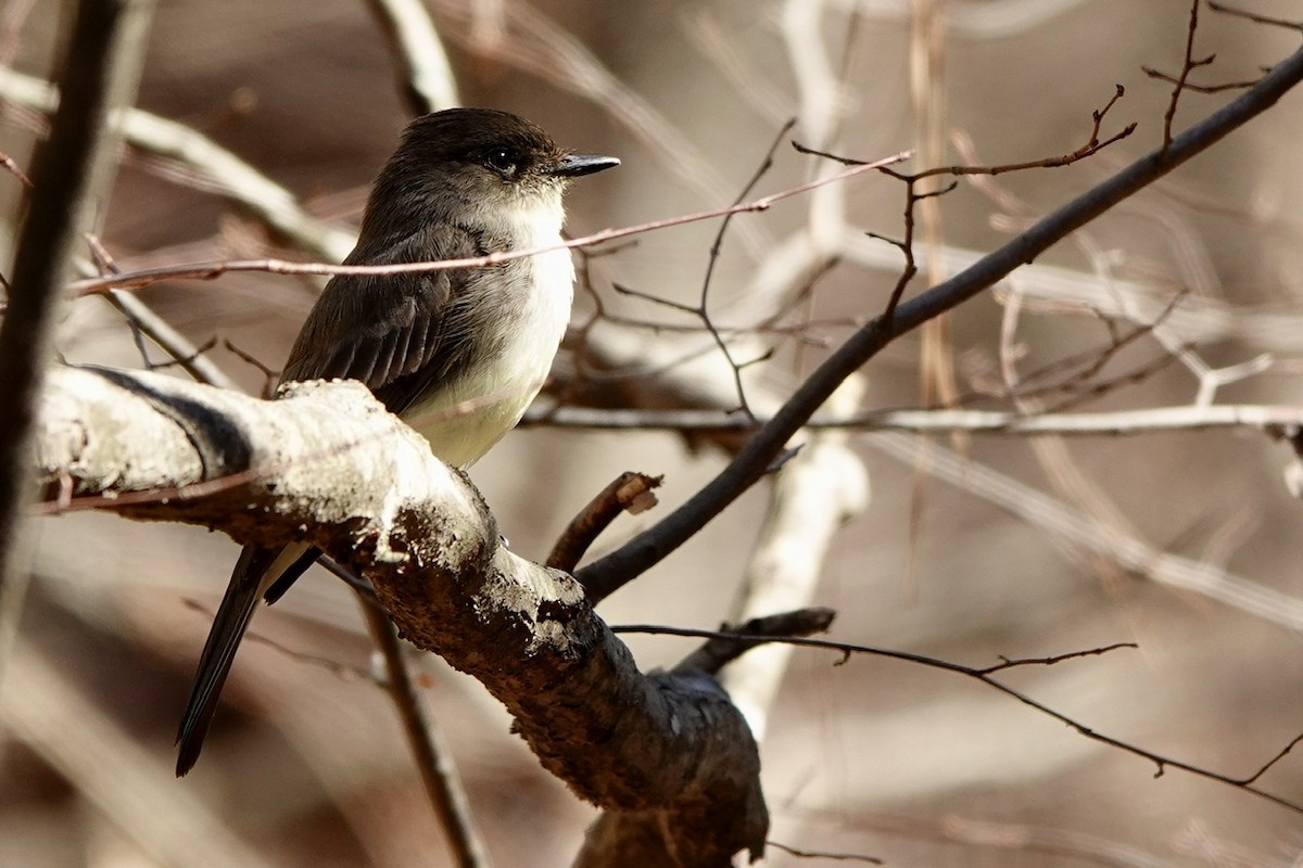 Eastern Phoebe - ML631990045
