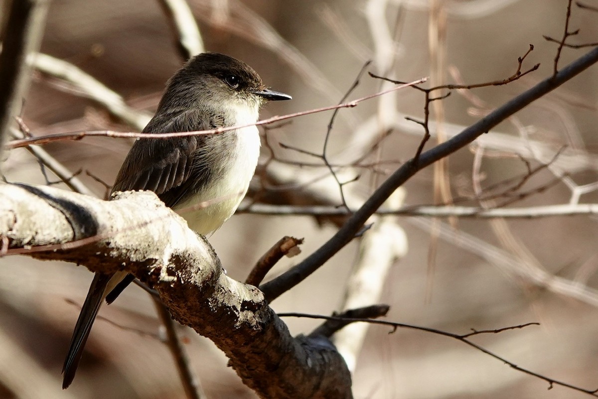Eastern Phoebe - ML631990046