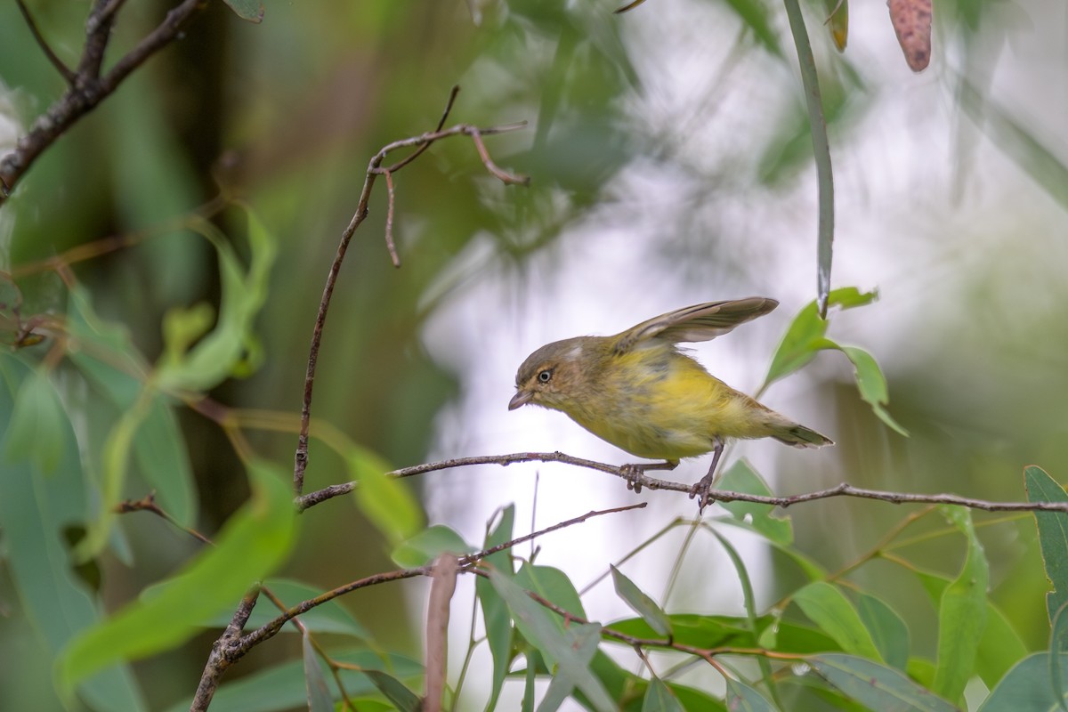 コバシムシクイ - ML631990049