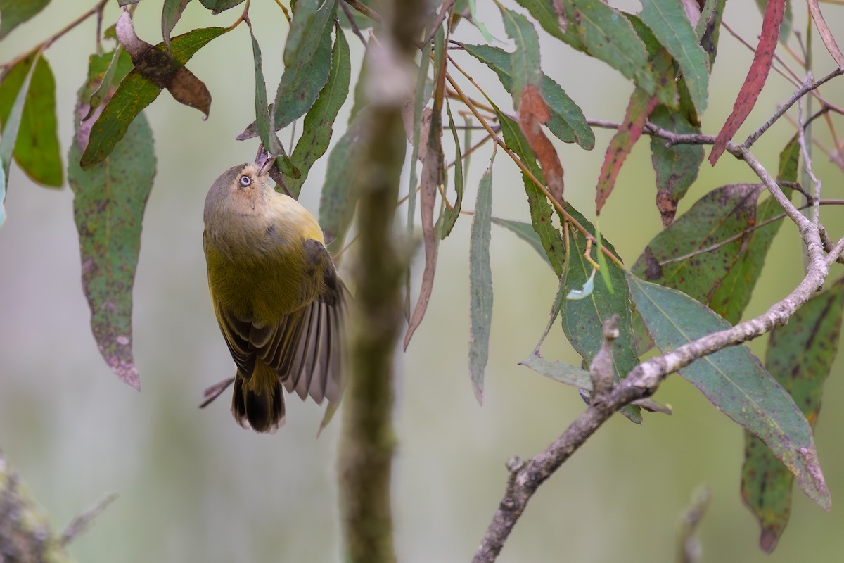 コバシムシクイ - ML631990050