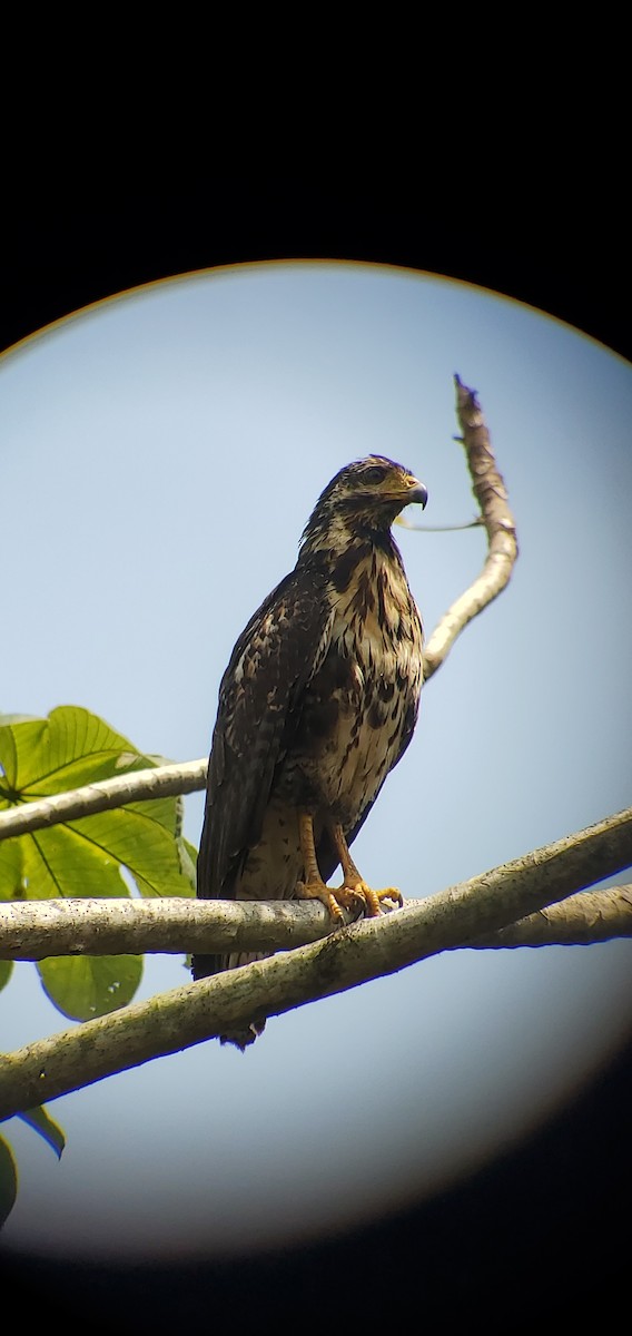 Common Black Hawk - ML631990091