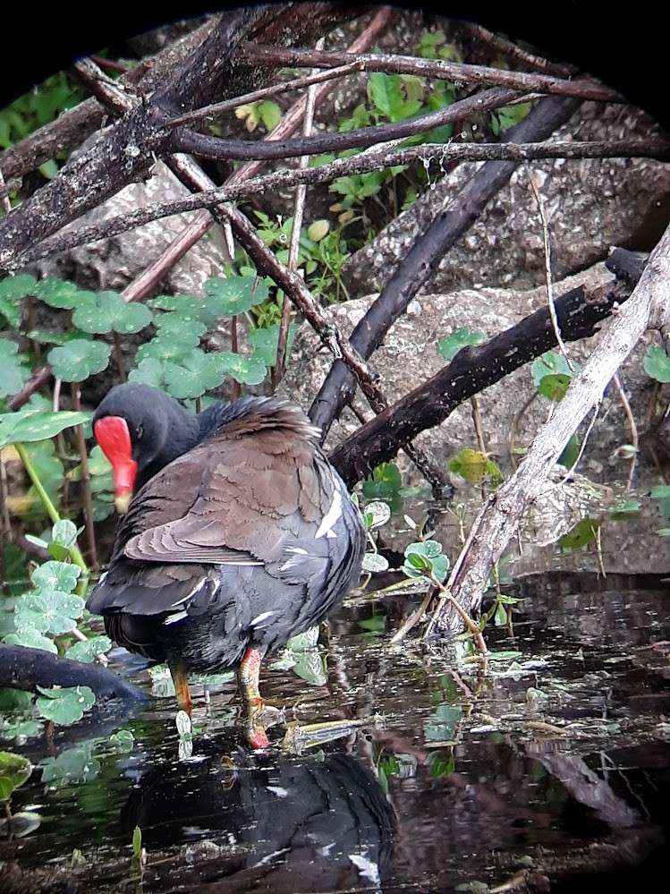 Common Gallinule - ML631990101