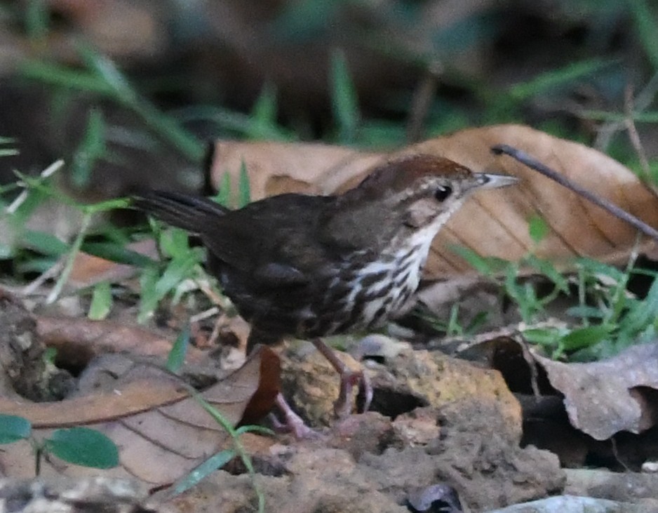 Puff-throated Babbler - ML631990105