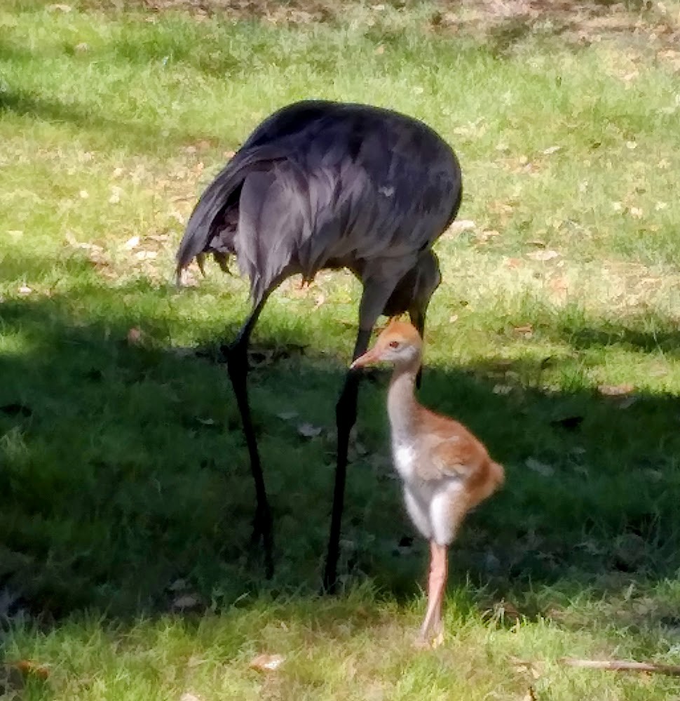 Sandhill Crane (Florida) - ML631990106