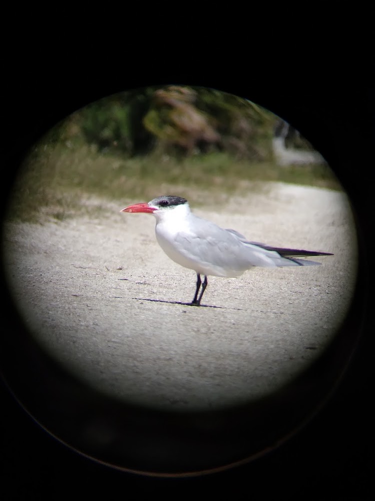 Forster's/Common Tern - ML631990113