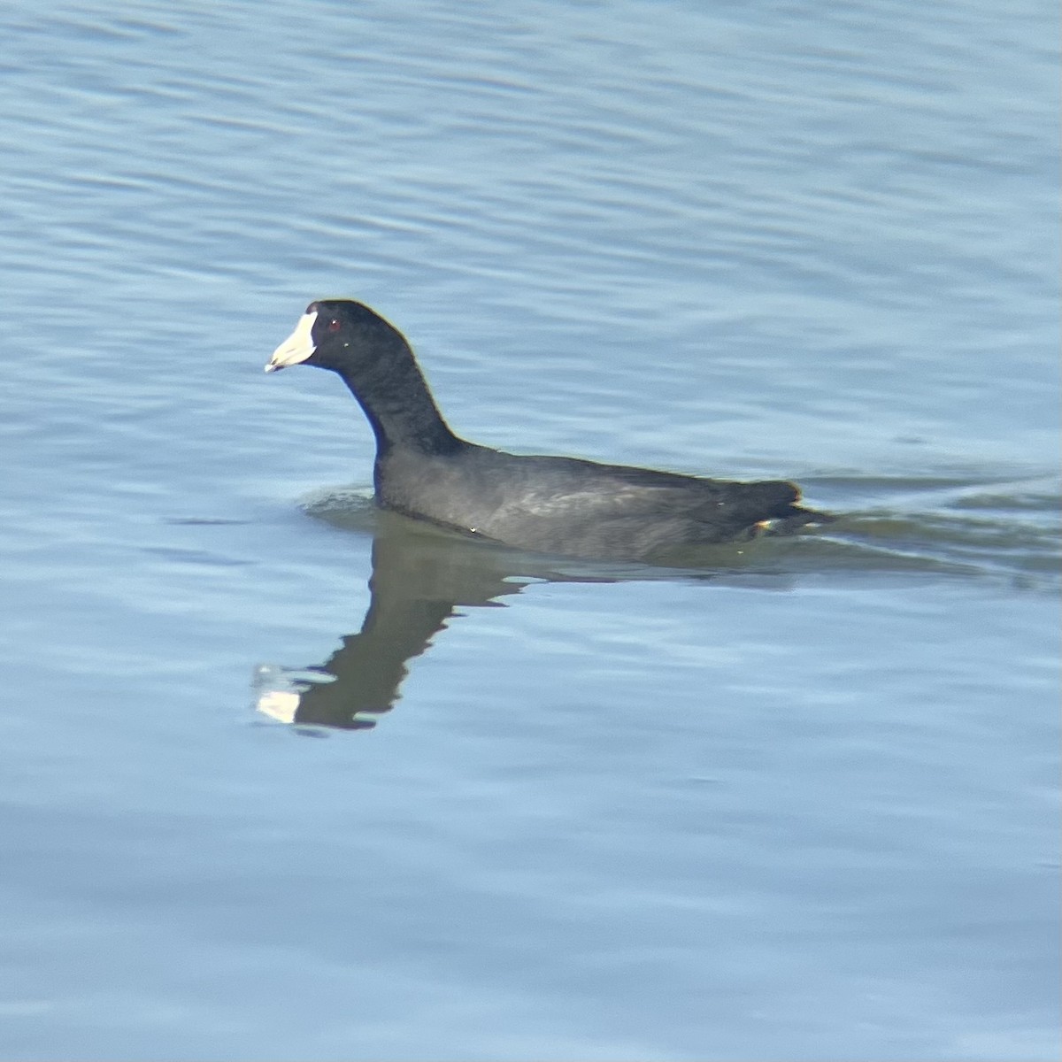 American Coot - ML631990126