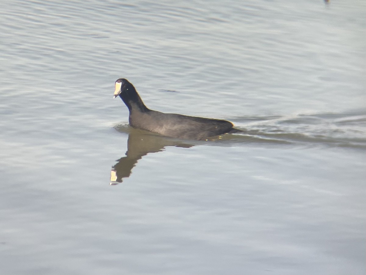 American Coot - ML631990127