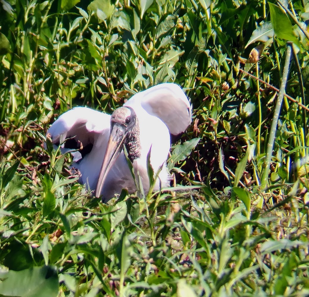 Wood Stork - ML631990168