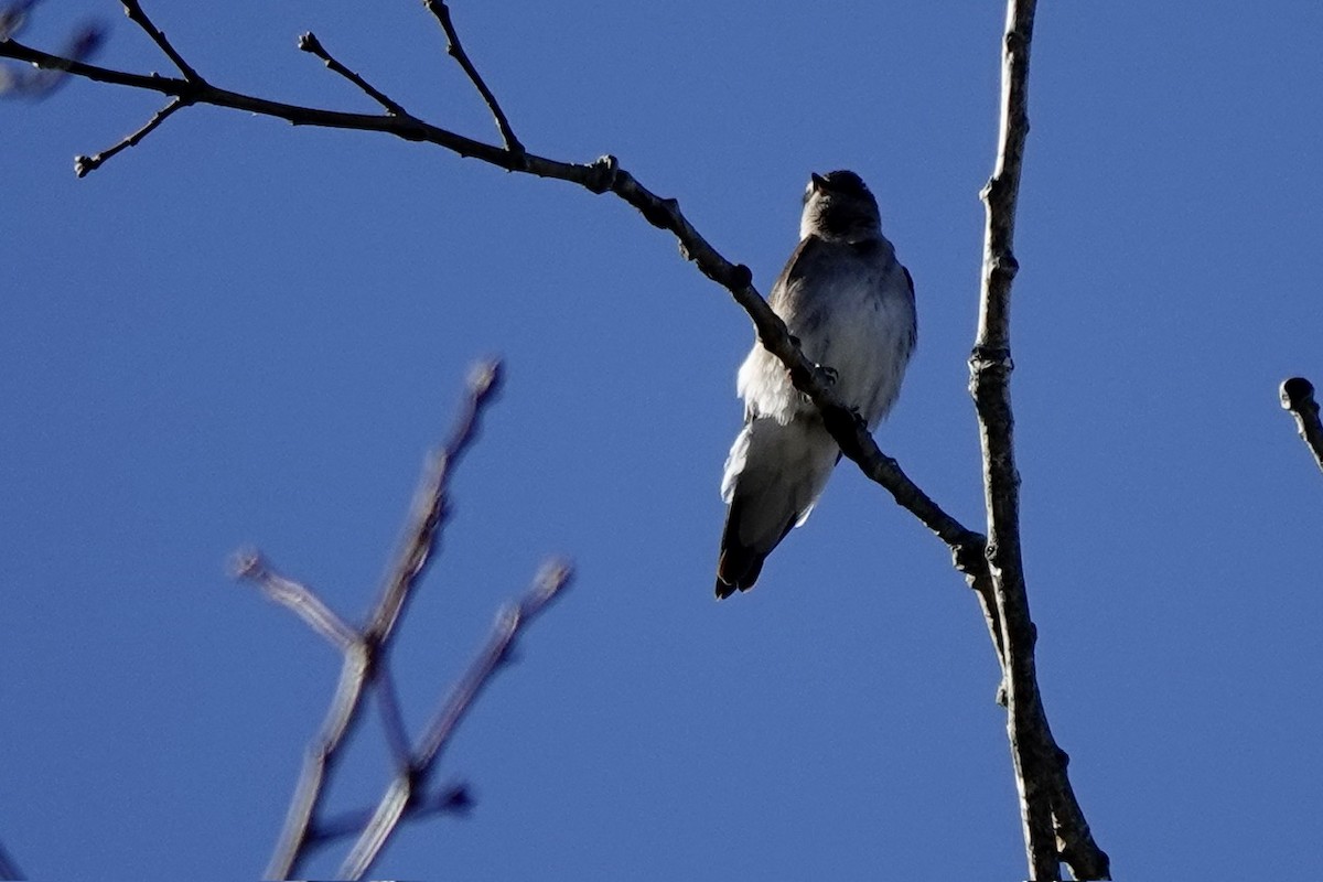 Northern Rough-winged Swallow - ML631990171