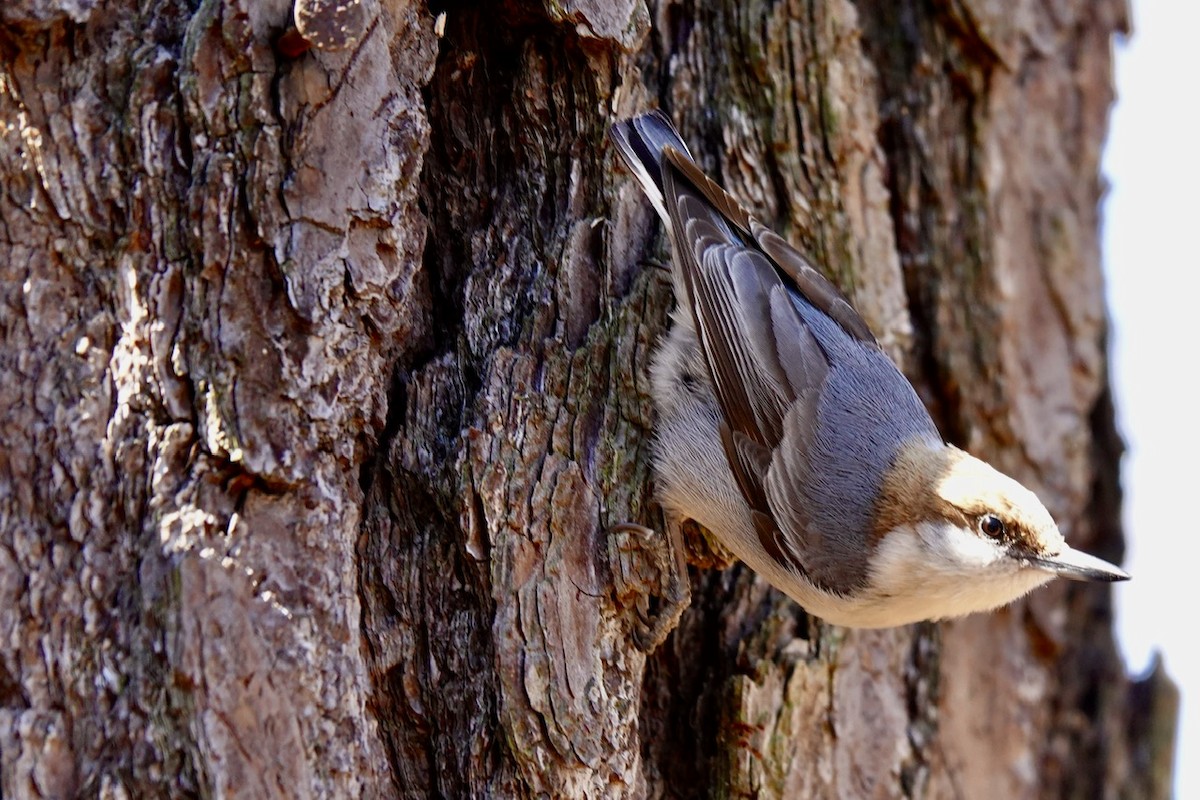 Brown-headed Nuthatch - ML631990197