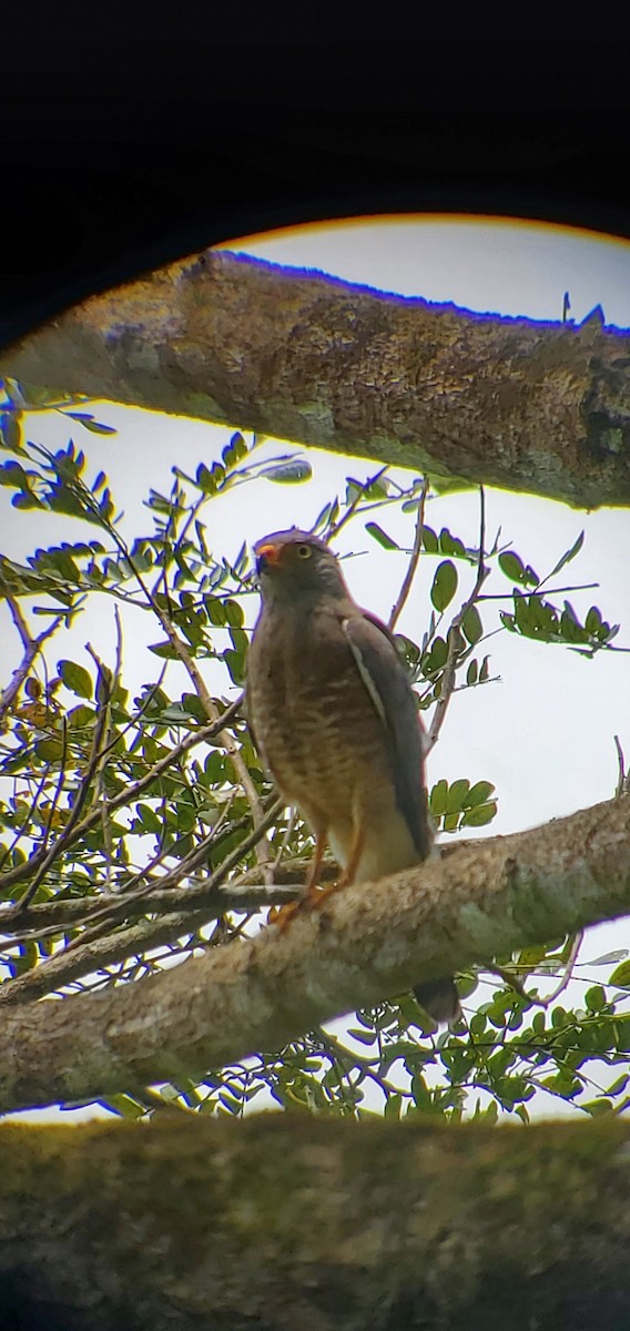 Roadside Hawk - ML631990247