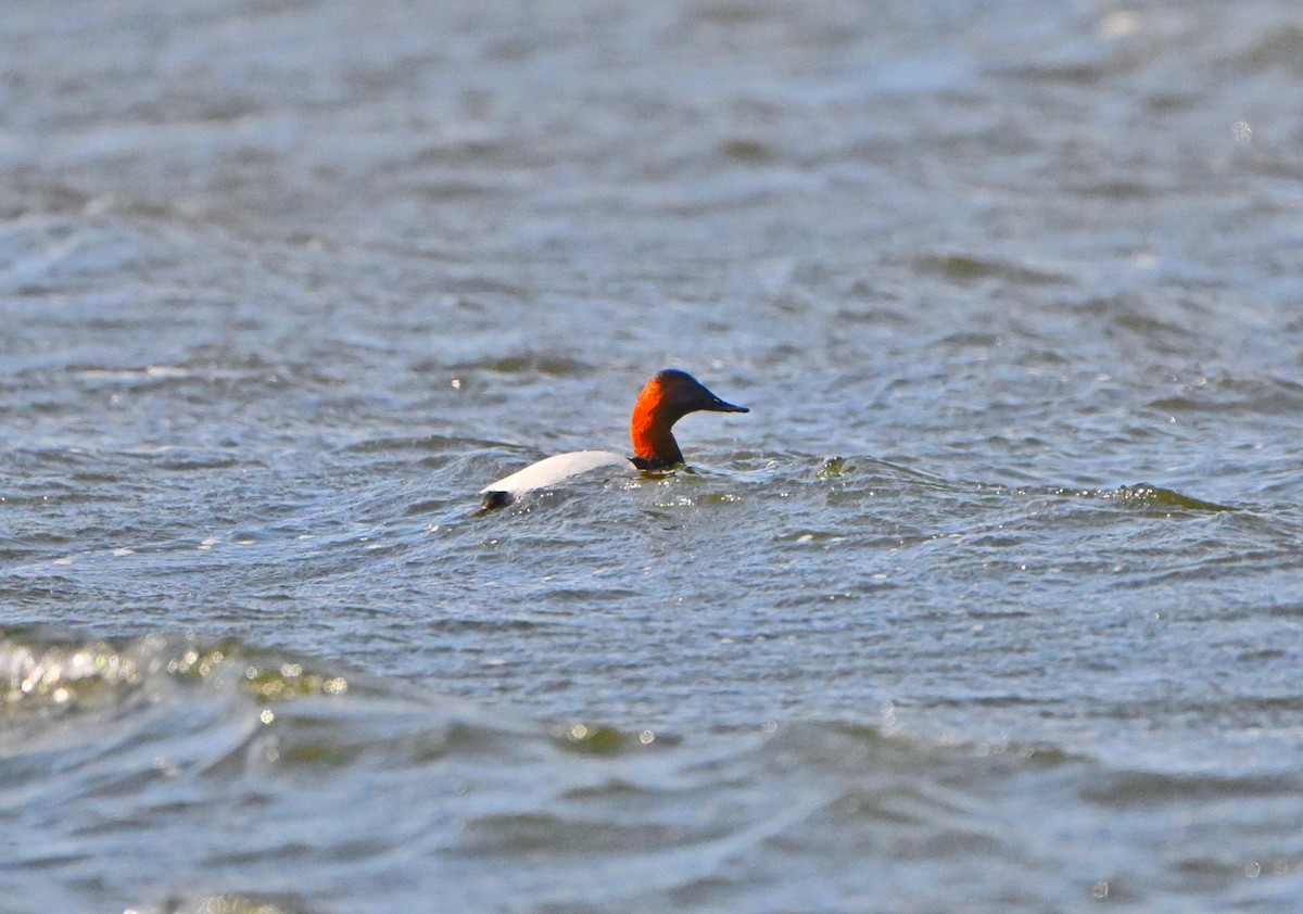 Canvasback - ML631990260