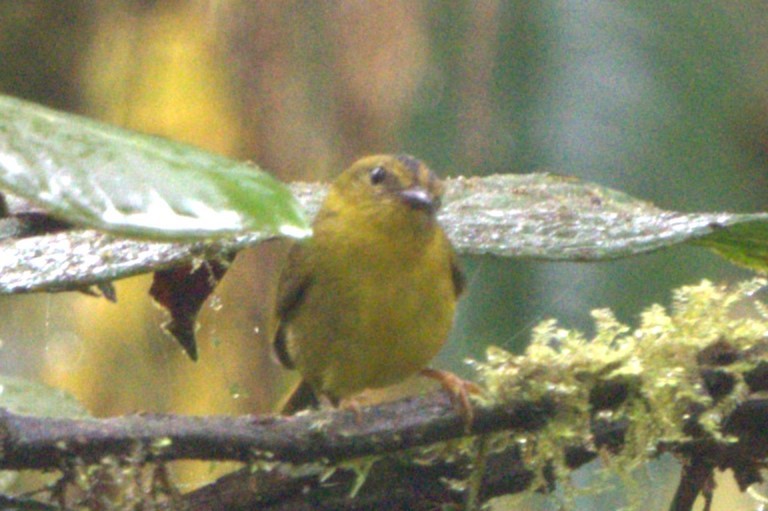 Choco Warbler - ML631990268