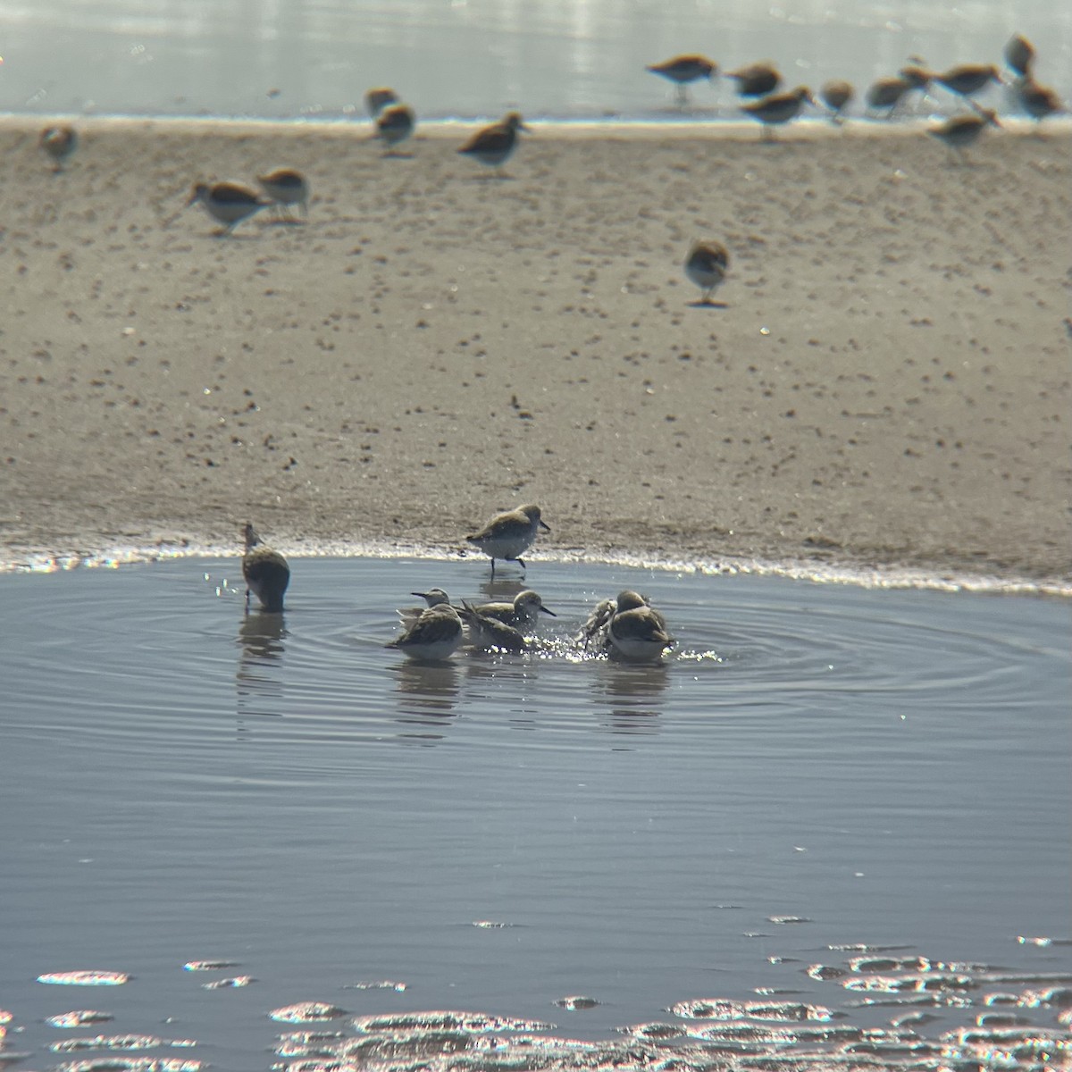 Гурвалж элсэг - ML631990269