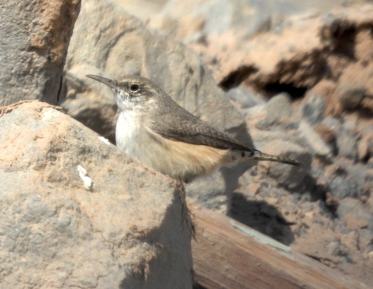 Rock Wren - ML631990270