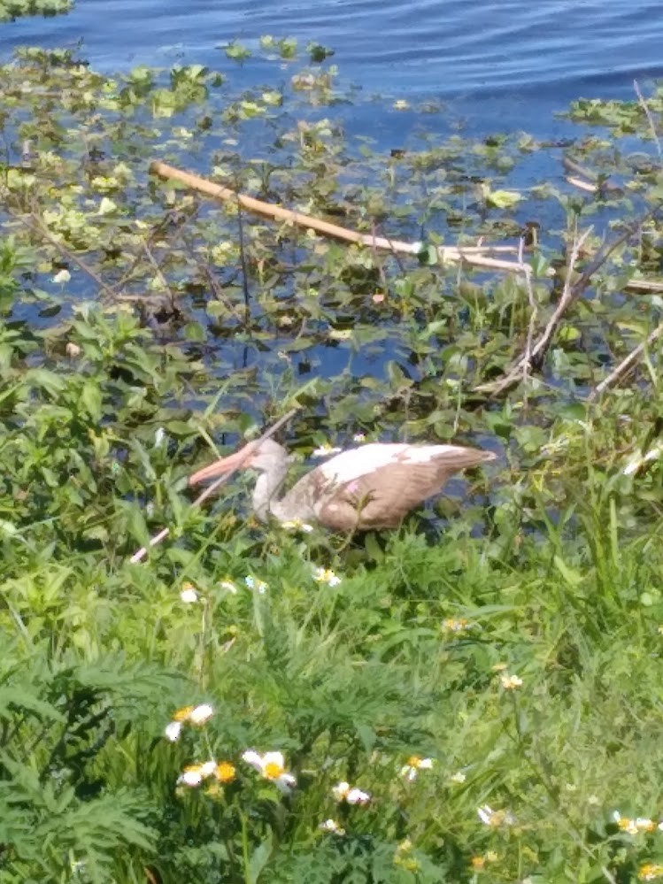 White Ibis - ML631990271