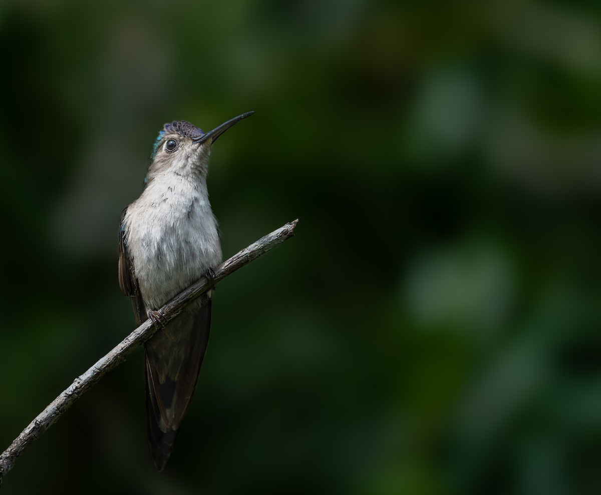 Wedge-tailed Sabrewing - ML631990291