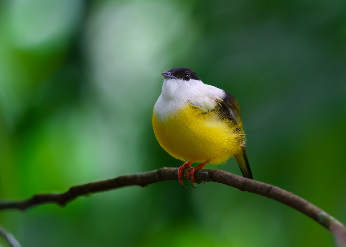 ムナジロマイコドリ - ML631990332