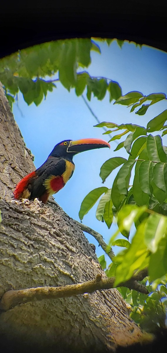 Fiery-billed Aracari - ML631990334