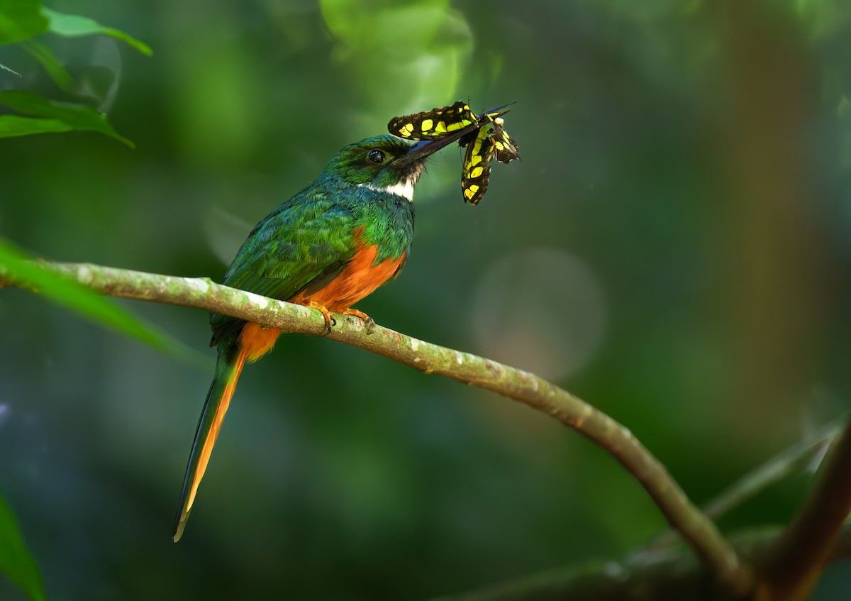 アカオキリハシ - ML631990343