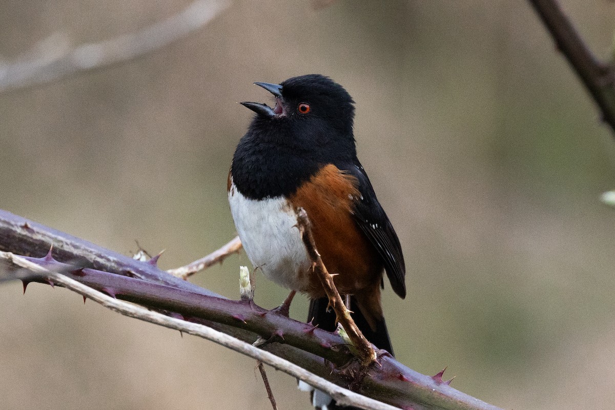 Spotted Towhee - ML631990375