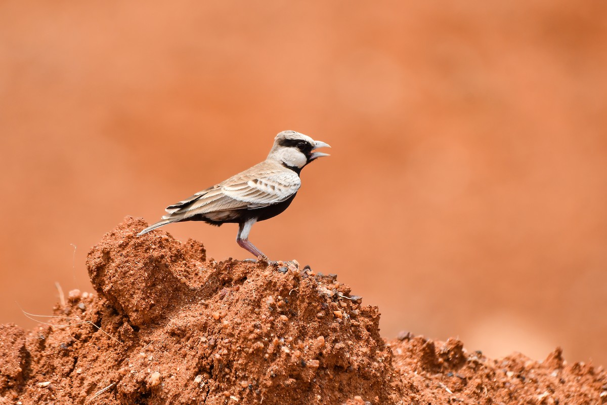 Ashy-crowned Sparrow-Lark - ML631990387
