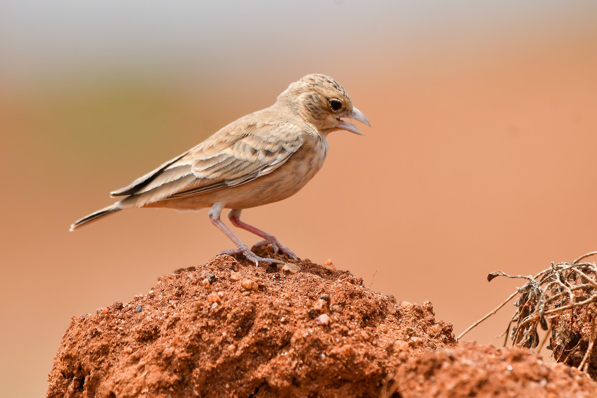 Ashy-crowned Sparrow-Lark - ML631990388