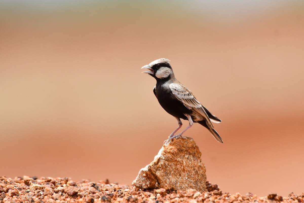 Ashy-crowned Sparrow-Lark - ML631990389