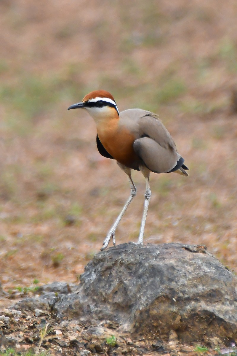 Indian Courser - ML631990399