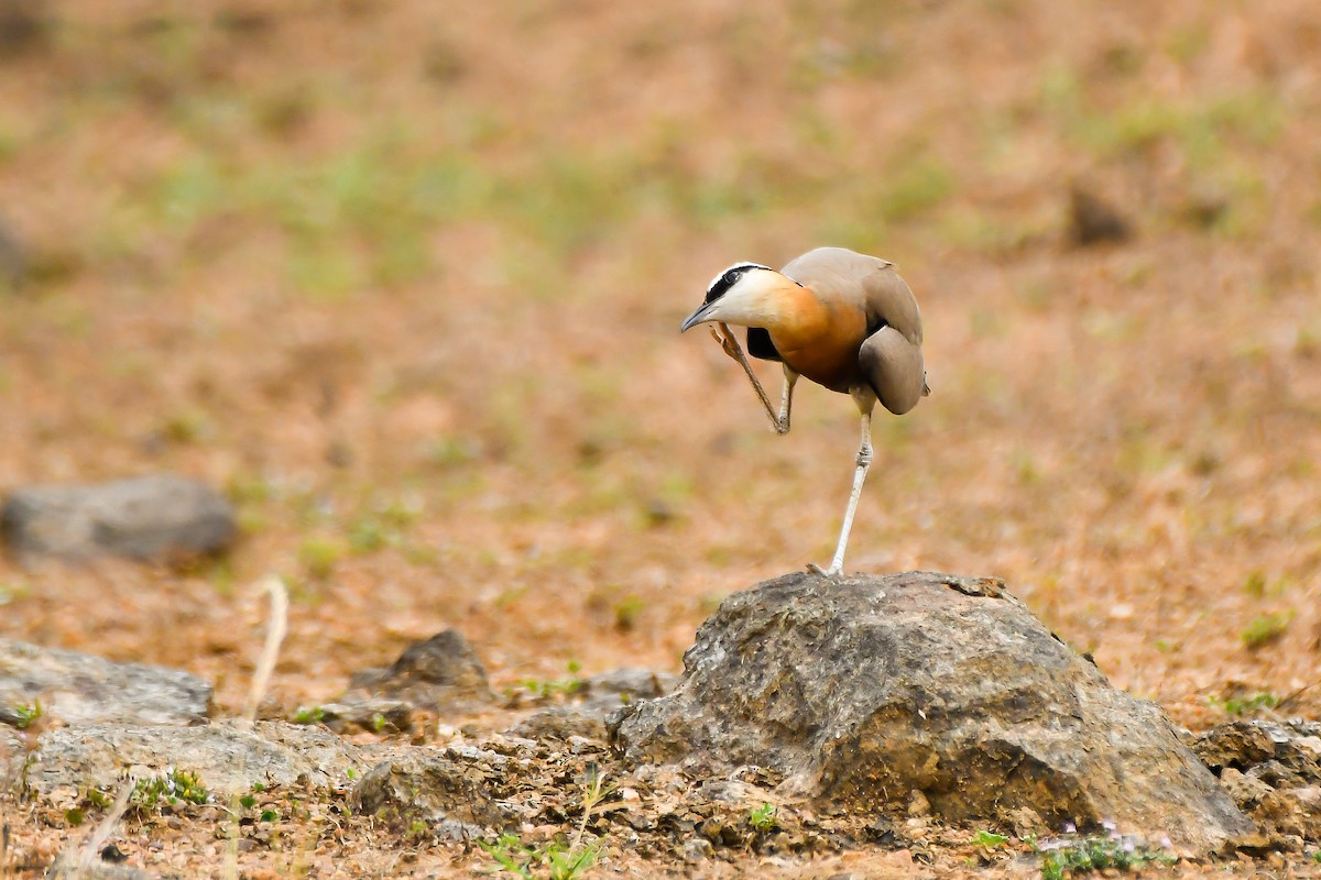 Indian Courser - ML631990400