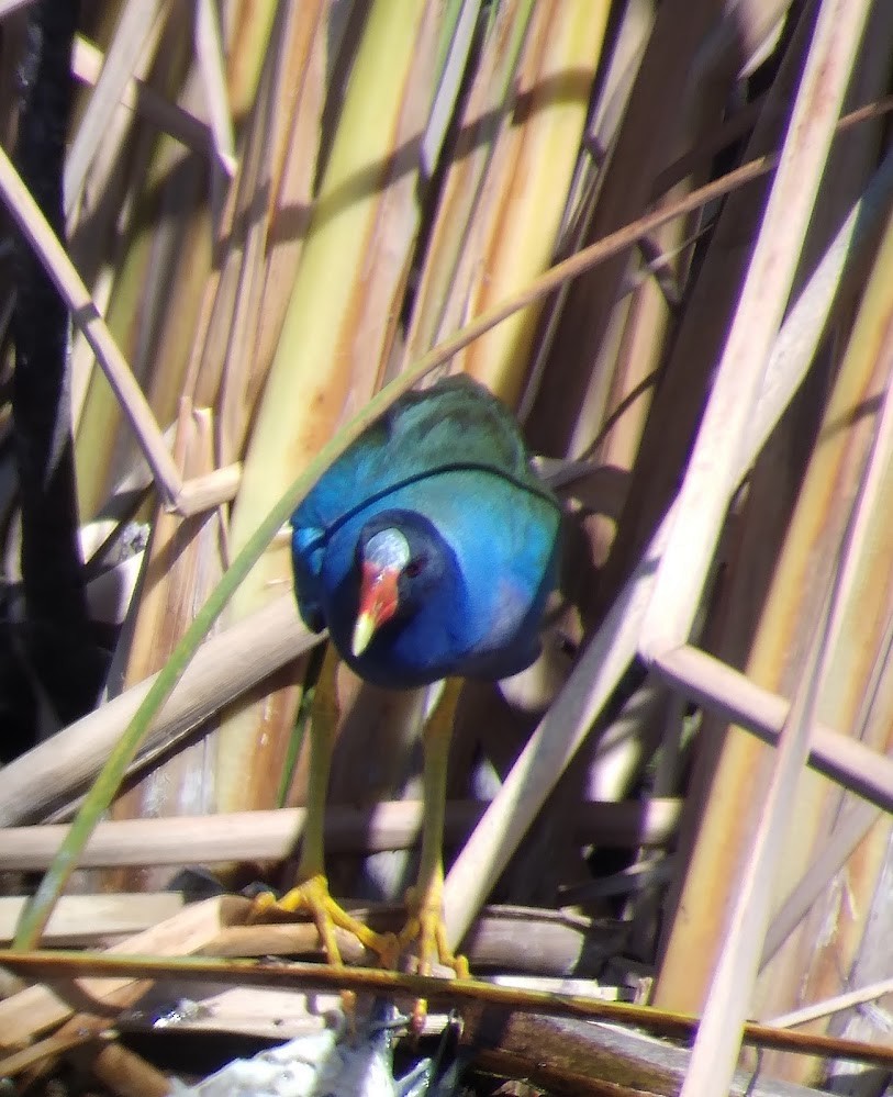 Purple Gallinule - ML631990426