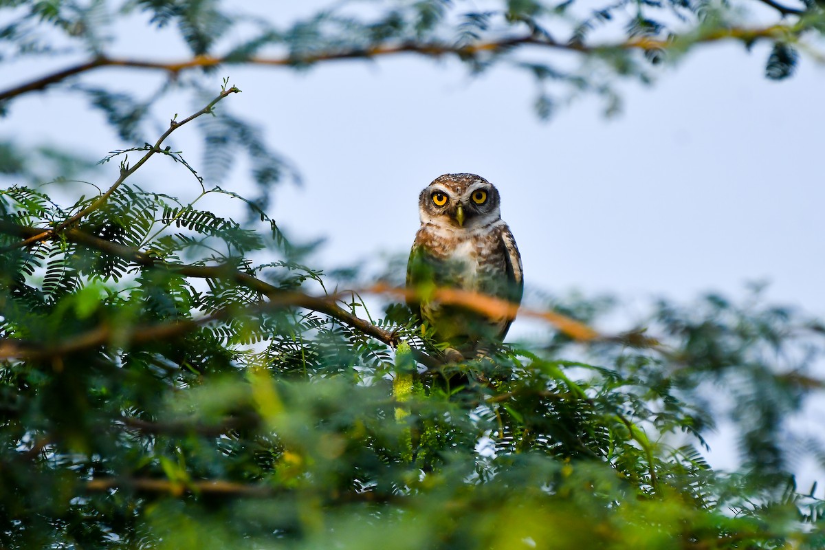 Spotted Owlet - ML631990437