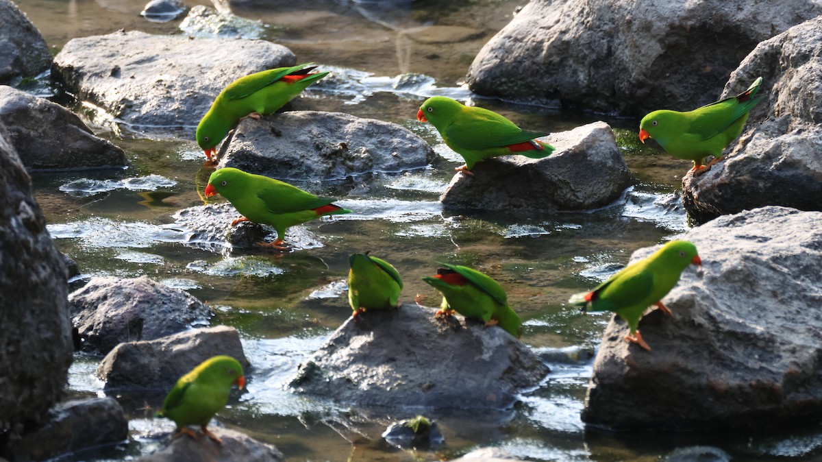 Vernal Hanging-Parrot - ML631990466