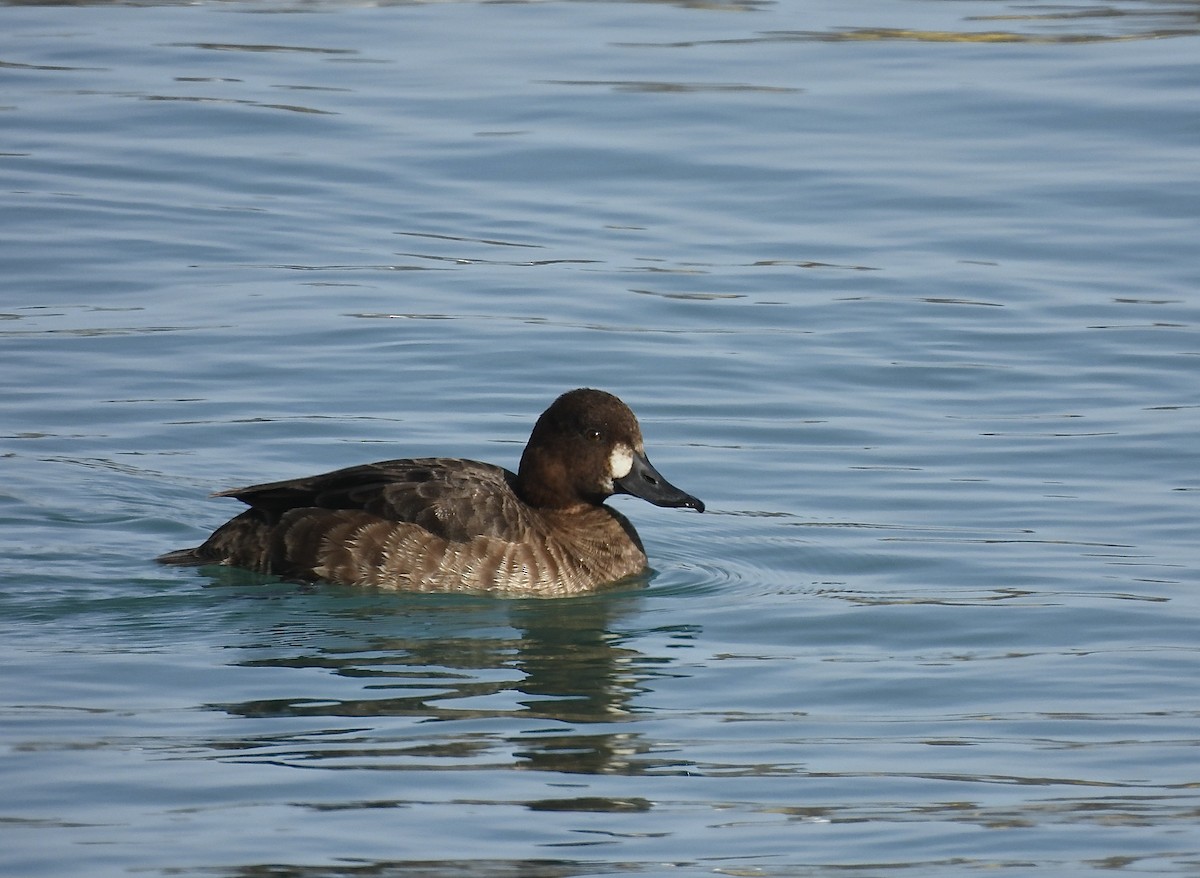 Greater Scaup - ML631990475