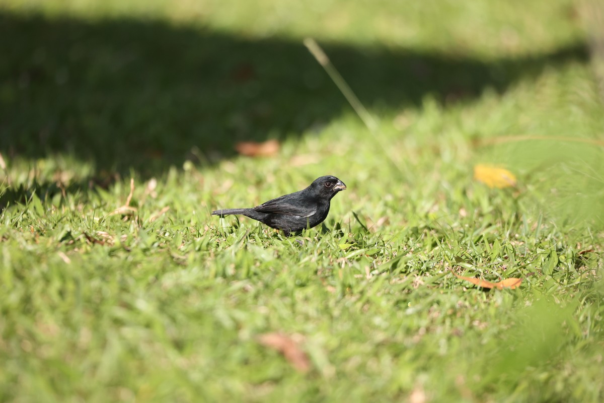 Variable Seedeater - ML631990501