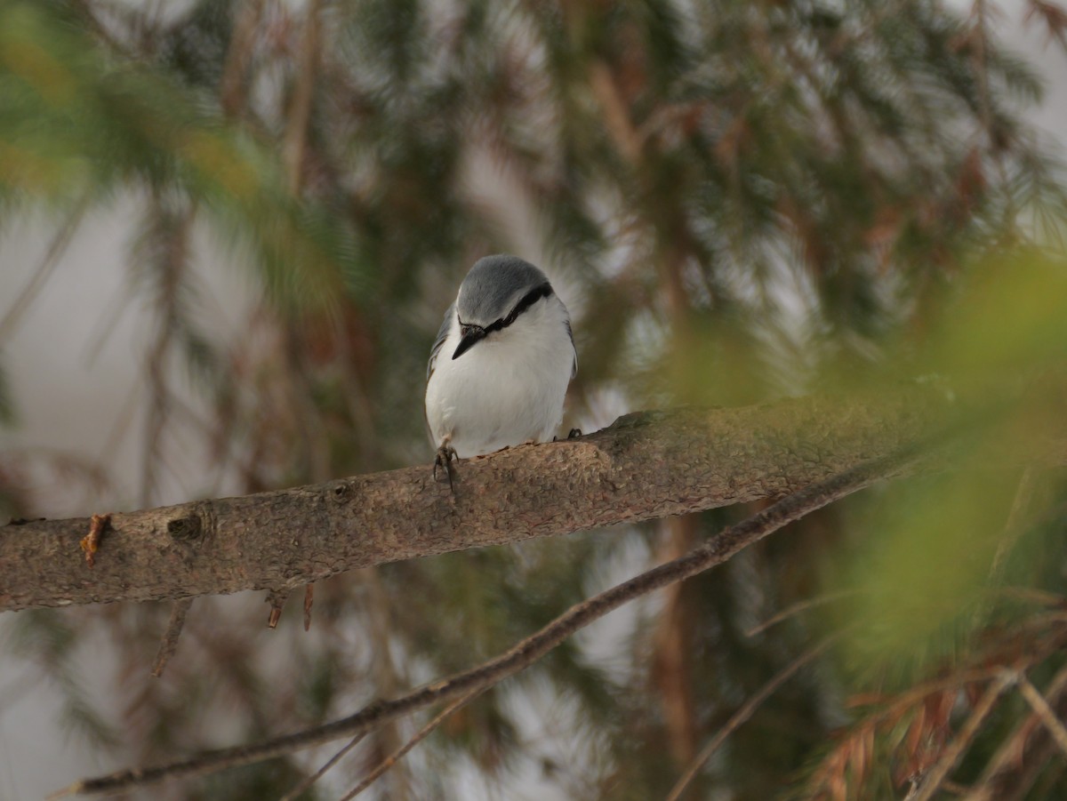 Eurasian Nuthatch - ML631990510